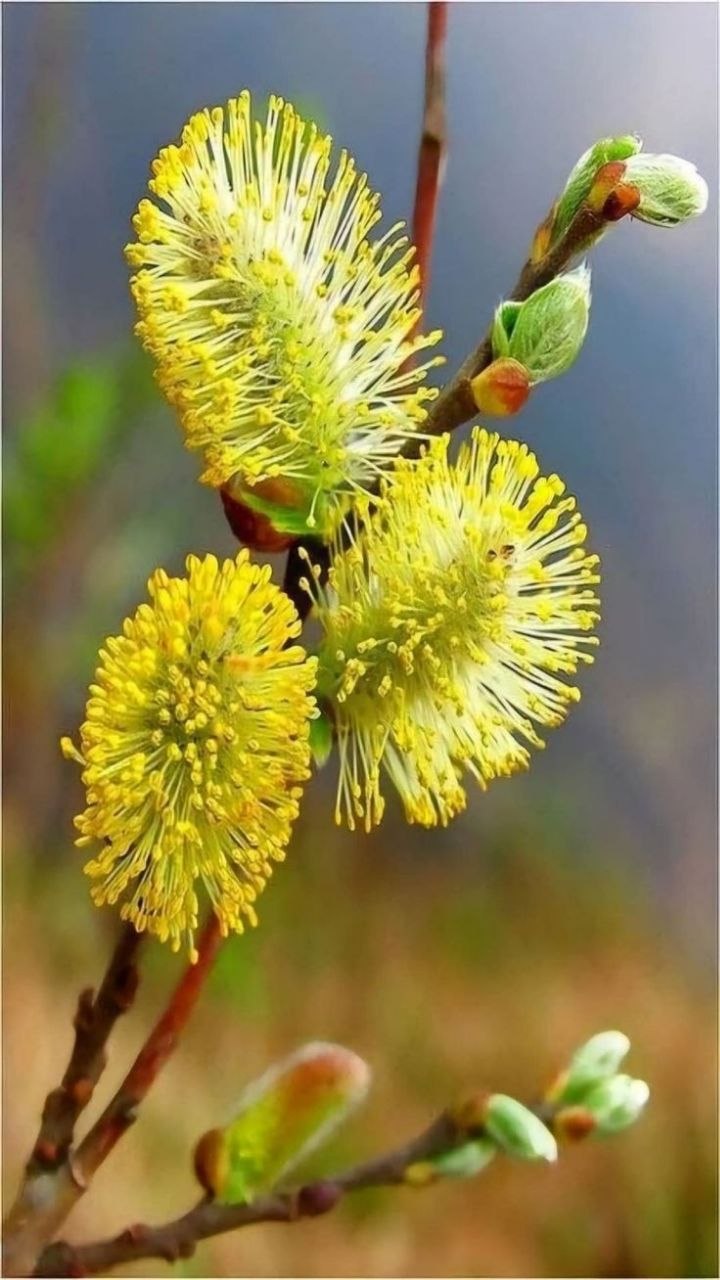 С ДОБРЫМ УТРОМ!. ЖЕЛАЕМ ВАМ ХОРОШЕГО НАСТРОЕНИЯ!