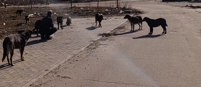 Продолжаются мероприятия с животными без владельцев Продолжаются мероприятия с животными без владельцев