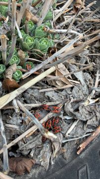 Синоптики прогнозируют 29 марта в ЛНР от плюс 5 градусов ночью до 19 градусов тепла днем, местами небольшой и умеренный дожь