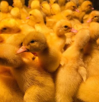 В Новоайдаре появится птицекомплекс и производство полуфабрикатов