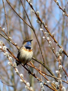 С ДОБРЫМ УТРОМ!. ЖЕЛАЕМ ВАМ ХОРОШЕГО НАСТРОЕНИЯ!