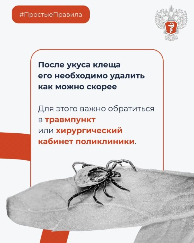 #ПростыеПравила: Что делать при укусе клеща? #ПростыеПравила: Что делать при укусе клеща?