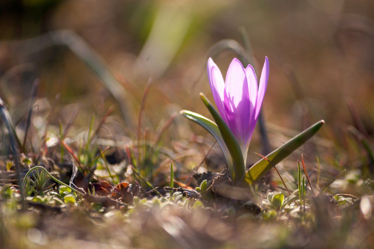 Первоцветы Луганской Народной Республики Первоцветы Луганской Народной Республики