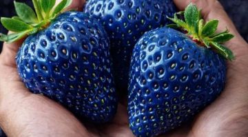 � ������������ ������� ������ ������ ������� � ���������� ������� �������� �� ������������� ��������, ������� ����� �� ����������