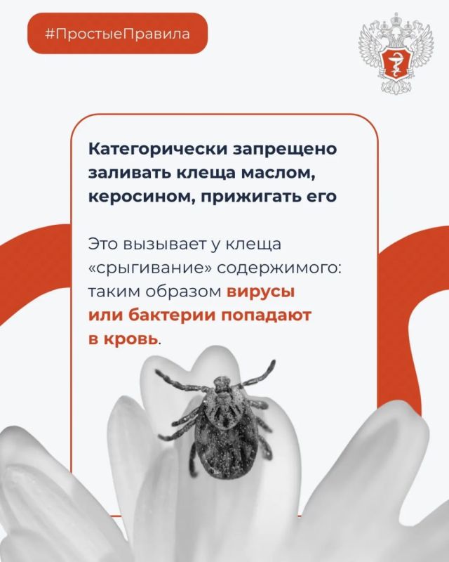 #ПростыеПравила: Что делать при укусе клеща? #ПростыеПравила: Что делать при укусе клеща?