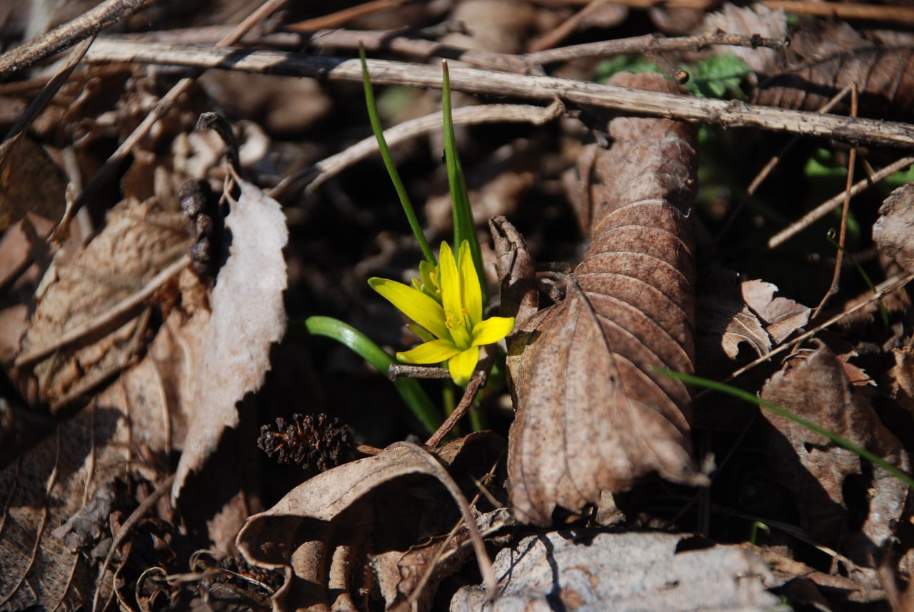 Первоцветы Луганской Народной Республики Первоцветы Луганской Народной Республики