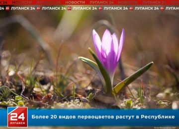 Более 20 видов первоцветов растут в Республике