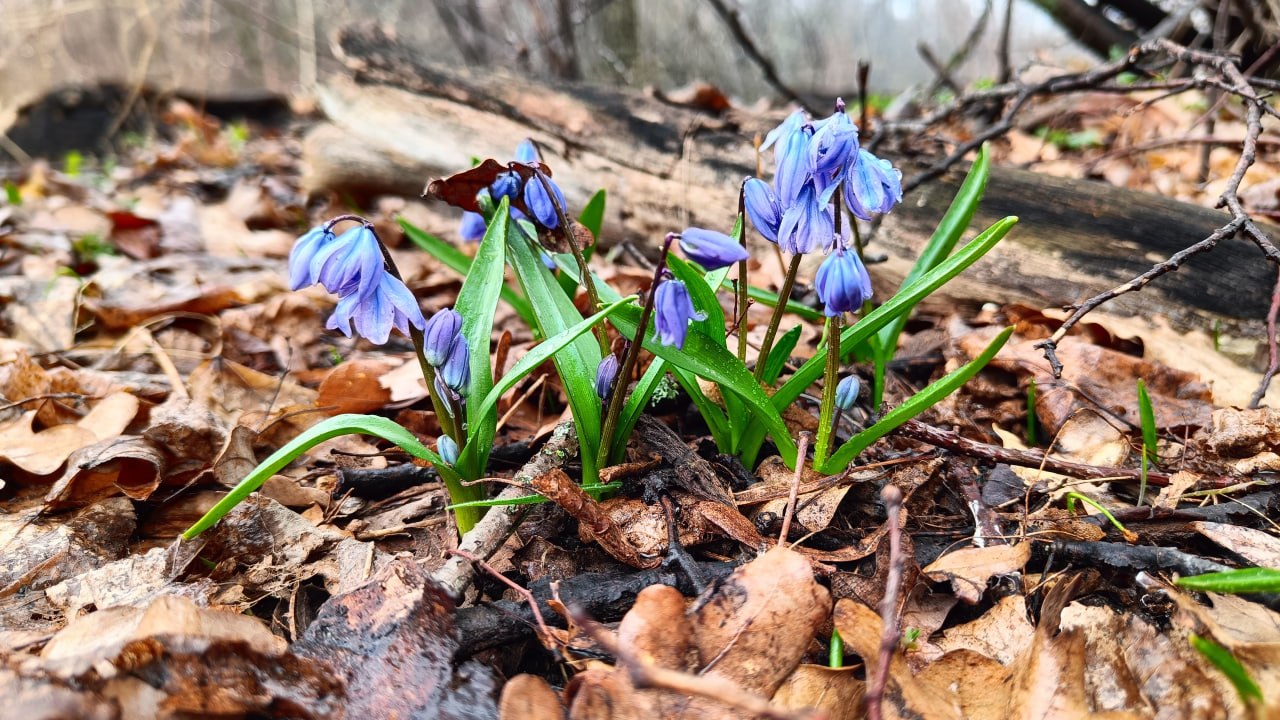 Первоцветы Луганской Народной Республики Первоцветы Луганской Народной Республики