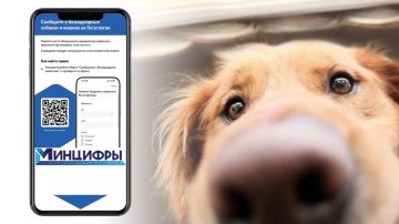 Увидели бродячую собаку? Теперь о животном без владельца можно сообщить на "Госуслугах"!