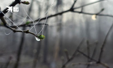 Погода в ЛНР 31 марта. Последний день марта в ЛНР обещает быть по-настоящему весенним