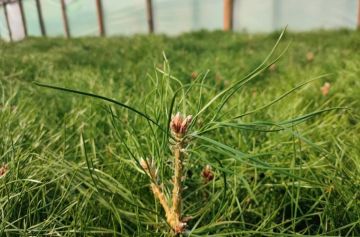 � ��� ������ �������� ����� ��������� �� �������������� ����