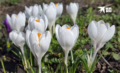 ����� ������ ����� ��� ������ 2026