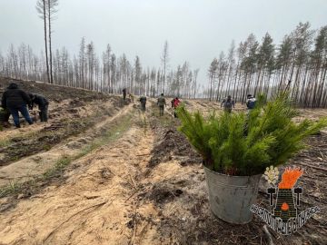 Вся Россия будет восстанавливать леса Луганщины