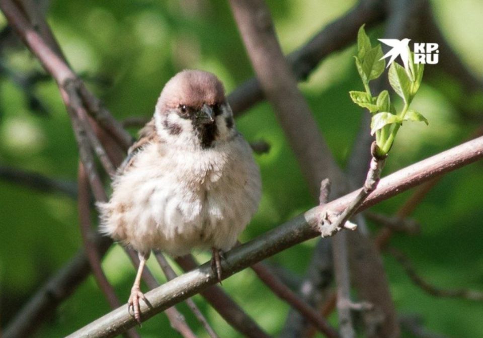 ��������� 1 ������. 1 ������ � ��� ���� �����, ������������� ���� ����, ���� ��������� ������������ ����