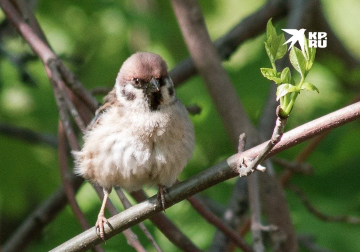 Встречаем 1 апреля. 1 апреля — это День смеха, Международный день птиц, День любителей растворимого кофе