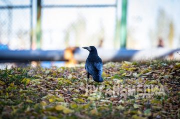 ������, � �������. ������� � ���� ������������� �������� 50 ���������� ����, ������� ��������� � 9700 �����