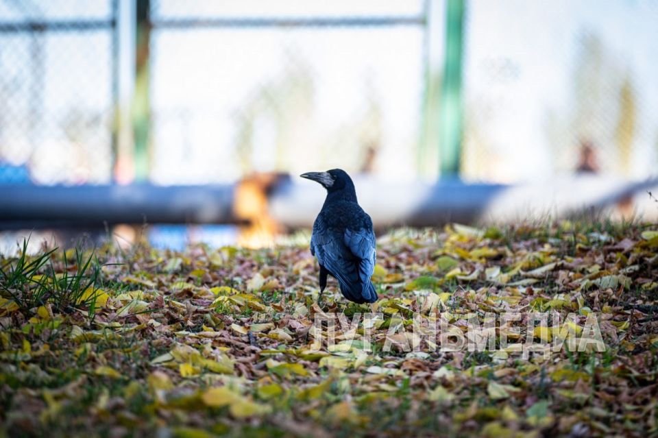 ������, � �������. ������� � ���� ������������� �������� 50 ���������� ����, ������� ��������� � 9700 �����