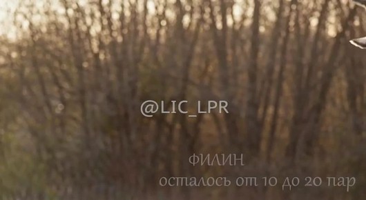 «Огарь, лунь, тювик и не только»