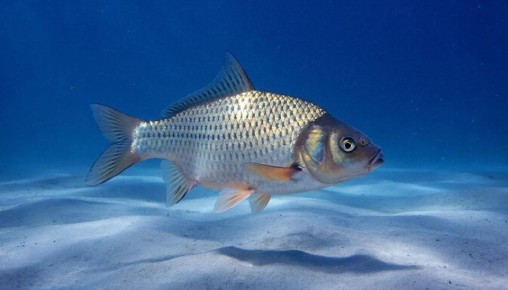 � ��� � 1 ������ ������� �������� ������� �� ����� ����