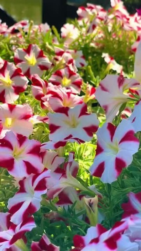 ������ ����, �������!. ������ ����� ����� � ������