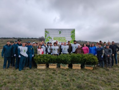 В Новоайдарском районе участники Международной акции «Сад памяти» высадили 10 тысяч саженцев сосны крымской