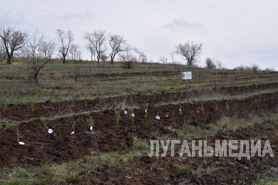 Брянковчане приняли участие во Всероссийской акции «Сад памяти» Брянковчане приняли участие во Всероссийской акции «Сад памяти»