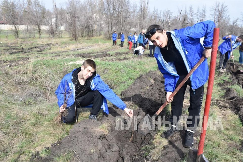 Участники акции «Сад памяти» высадили более 12 тысяч деревьев в Северодонецком округе Участники акции «Сад памяти» высадили более 12 тысяч деревьев в Северодонецком округе