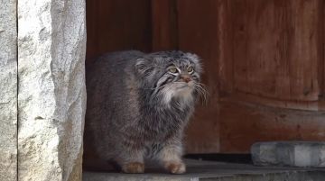 � �������� �������� ������� �� �����