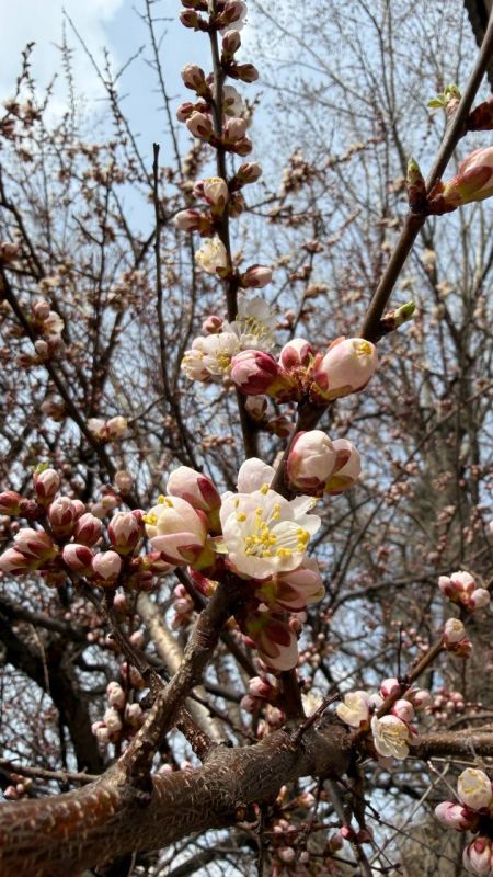 ����������� ���-�������� ��� �� ��������: �� ��������� ����� � ������ ������ ������ �������� � ��������� ����������