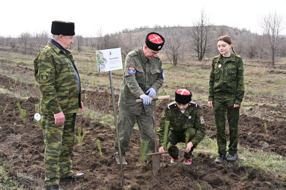 «Сад памяти» в Брянке: 2000 сосен «Сад памяти» в Брянке: 2000 сосен