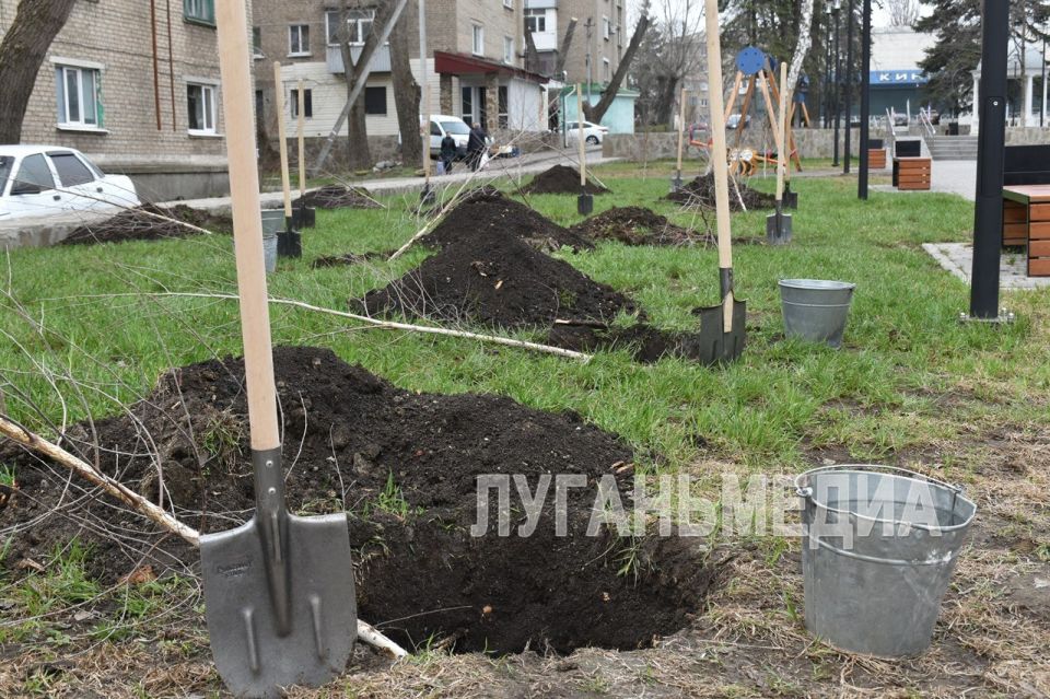 Очередной визит побратимов из Ставропольского края порадовал Антрацит высадкой саженцев молодых деревьев Очередной визит побратимов из Ставропольского края порадовал Антрацит высадкой саженцев молодых деревьев