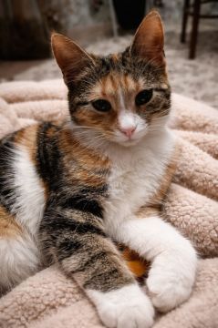 6 апреля на территории Луганской Народной Республики прогнозируется переменная облачность