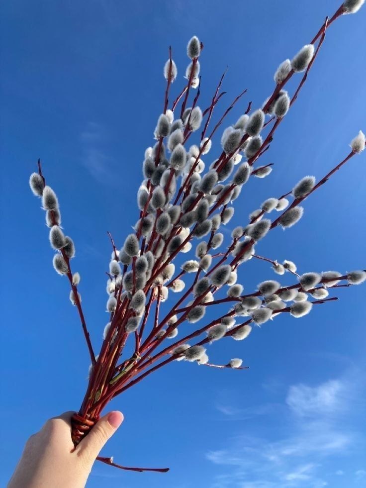 Алёна Лумеровская: Дорогие жители округа!. От всей души поздравляю вас с Вербным воскресеньем! Пусть этот светлый праздник принесёт в каждый дом мир, благополучие и душевное спокойствие Алёна Лумеровская: Дорогие жители округа!. От всей души поздравляю вас с Вербным воскресеньем! Пусть этот светлый праздник принесёт в каждый дом мир, благополучие и душевное спокойствие