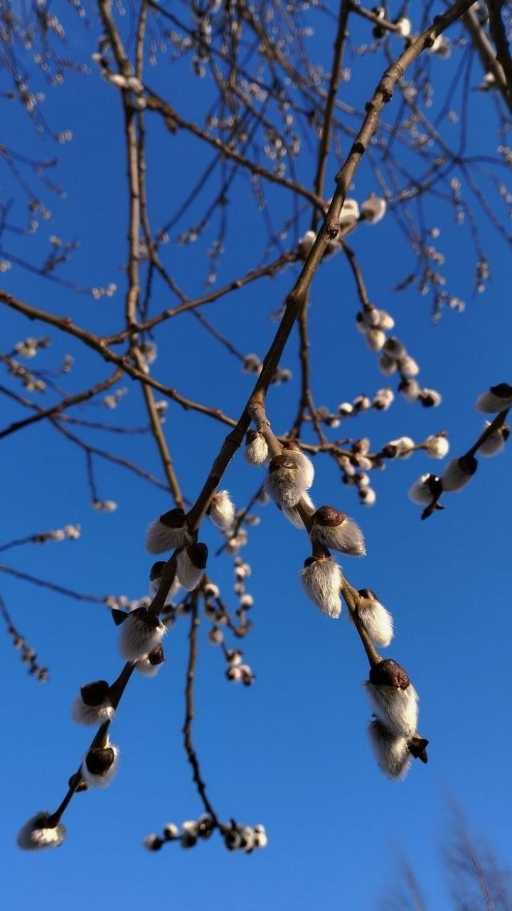 Алёна Лумеровская: Дорогие жители округа!. От всей души поздравляю вас с Вербным воскресеньем! Пусть этот светлый праздник принесёт в каждый дом мир, благополучие и душевное спокойствие Алёна Лумеровская: Дорогие жители округа!. От всей души поздравляю вас с Вербным воскресеньем! Пусть этот светлый праздник принесёт в каждый дом мир, благополучие и душевное спокойствие