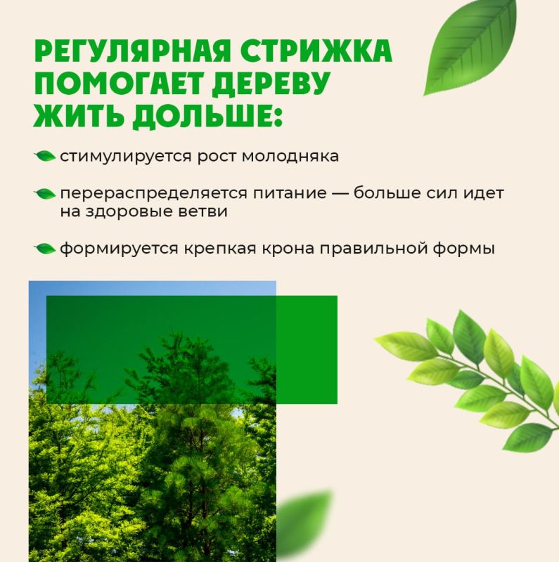 Зачем подрезают деревья?. Деревья в городе, особенно у линий электропередач, тротуаров и домов, нуждаются в особом уходе Зачем подрезают деревья?. Деревья в городе, особенно у линий электропередач, тротуаров и домов, нуждаются в особом уходе
