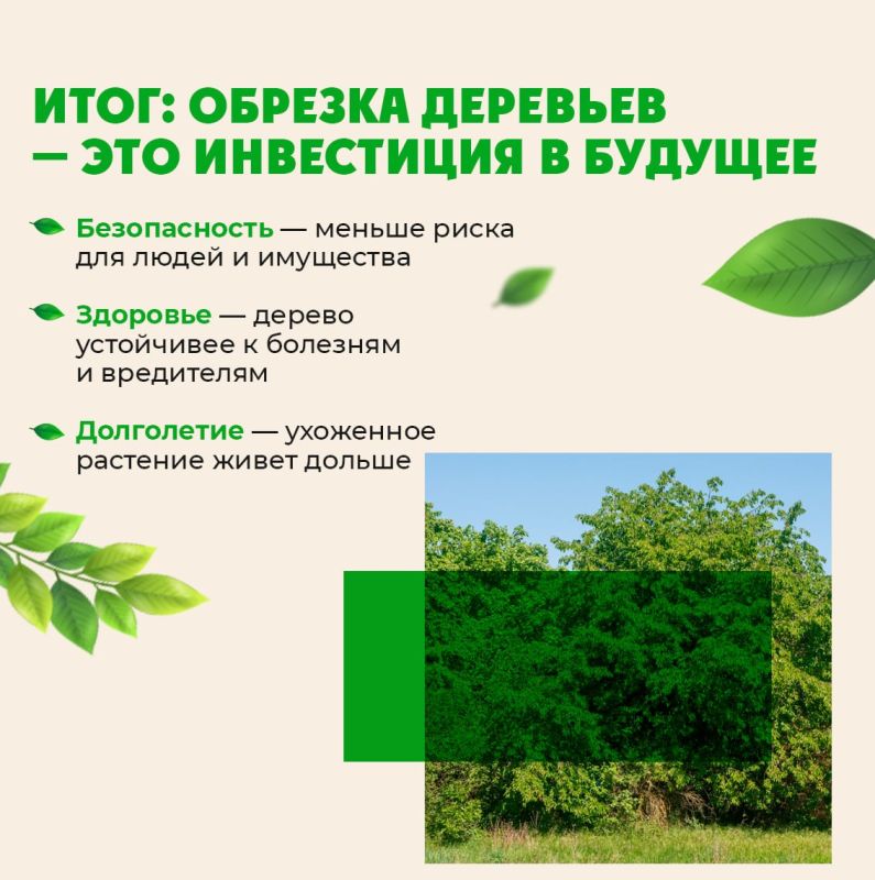 Зачем подрезают деревья?. Деревья в городе, особенно у линий электропередач, тротуаров и домов, нуждаются в особом уходе Зачем подрезают деревья?. Деревья в городе, особенно у линий электропередач, тротуаров и домов, нуждаются в особом уходе