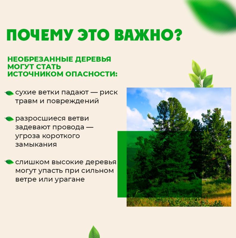 Зачем подрезают деревья?. Деревья в городе, особенно у линий электропередач, тротуаров и домов, нуждаются в особом уходе Зачем подрезают деревья?. Деревья в городе, особенно у линий электропередач, тротуаров и домов, нуждаются в особом уходе