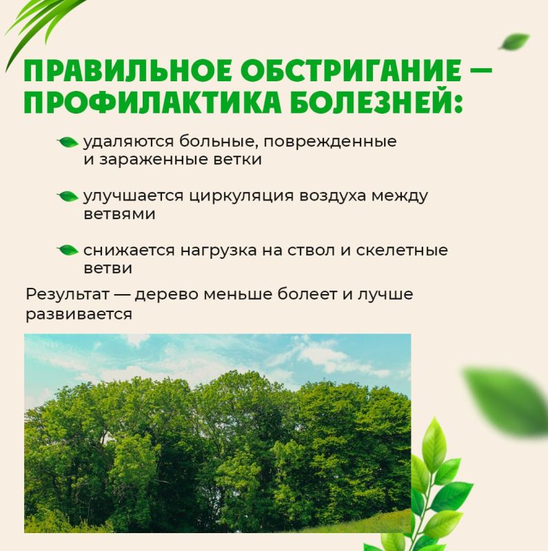 Зачем подрезают деревья?. Деревья в городе, особенно у линий электропередач, тротуаров и домов, нуждаются в особом уходе Зачем подрезают деревья?. Деревья в городе, особенно у линий электропередач, тротуаров и домов, нуждаются в особом уходе