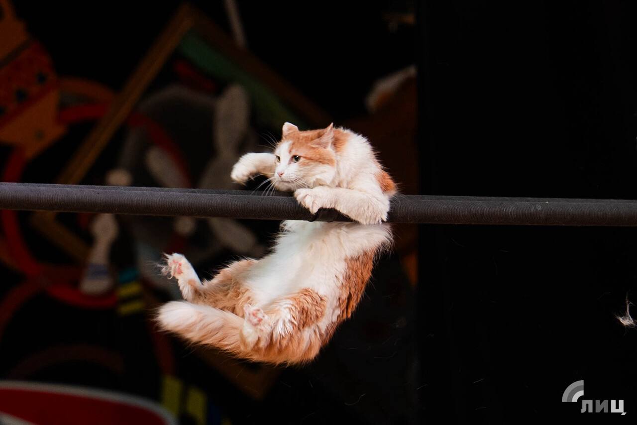 Дмитрий Куклачев: «Животные из зоны боевых действий могут быть прекрасными компаньонами» Мы в прошлом году спасли трех фронтовых котов: двух с Донецкого направления и одного с Курского