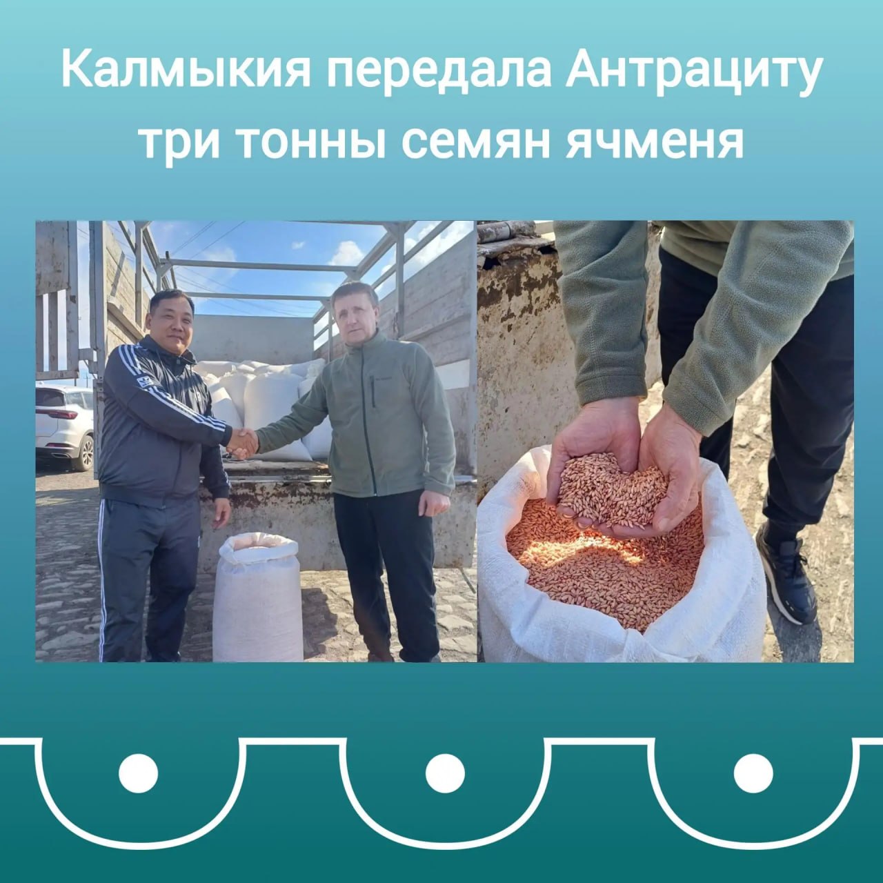 В Антраците будут выращивать ячмень, привезенный из Калмыкии