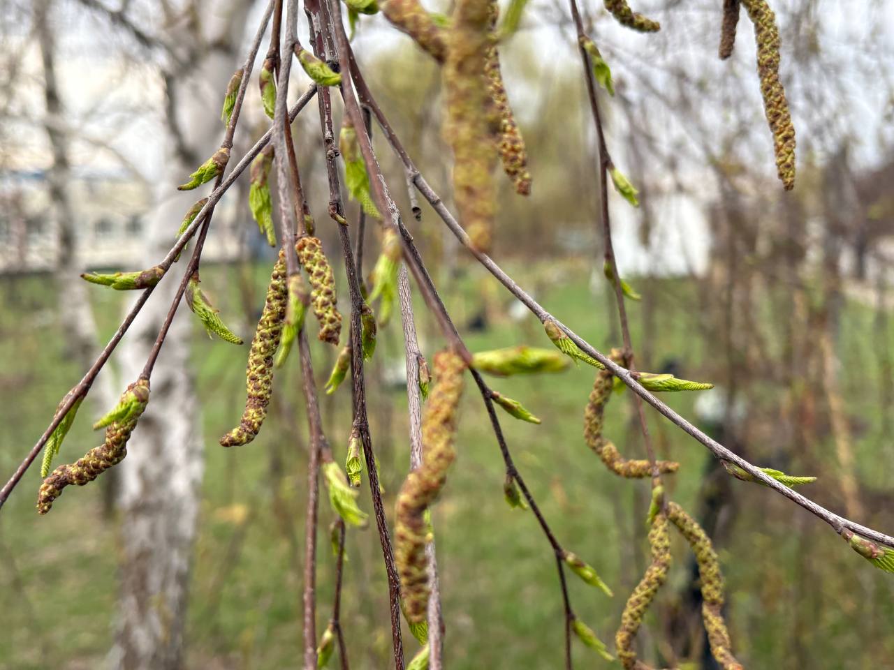 Доброе утро! Среда, 8 апреля Доброе утро! Среда, 8 апреля