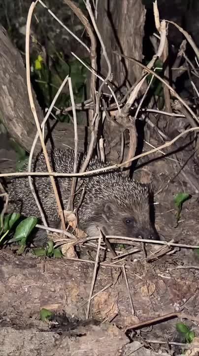 ��������� ������������ 9 ������ � ��� �� ���� �������� �����, �� ����������� ����� � ������� � ������� ��������� �� 3 �������� ������, �� 13 �������� ����� ����, ������� ��������� ��������� � ��������� �����, � ���������...