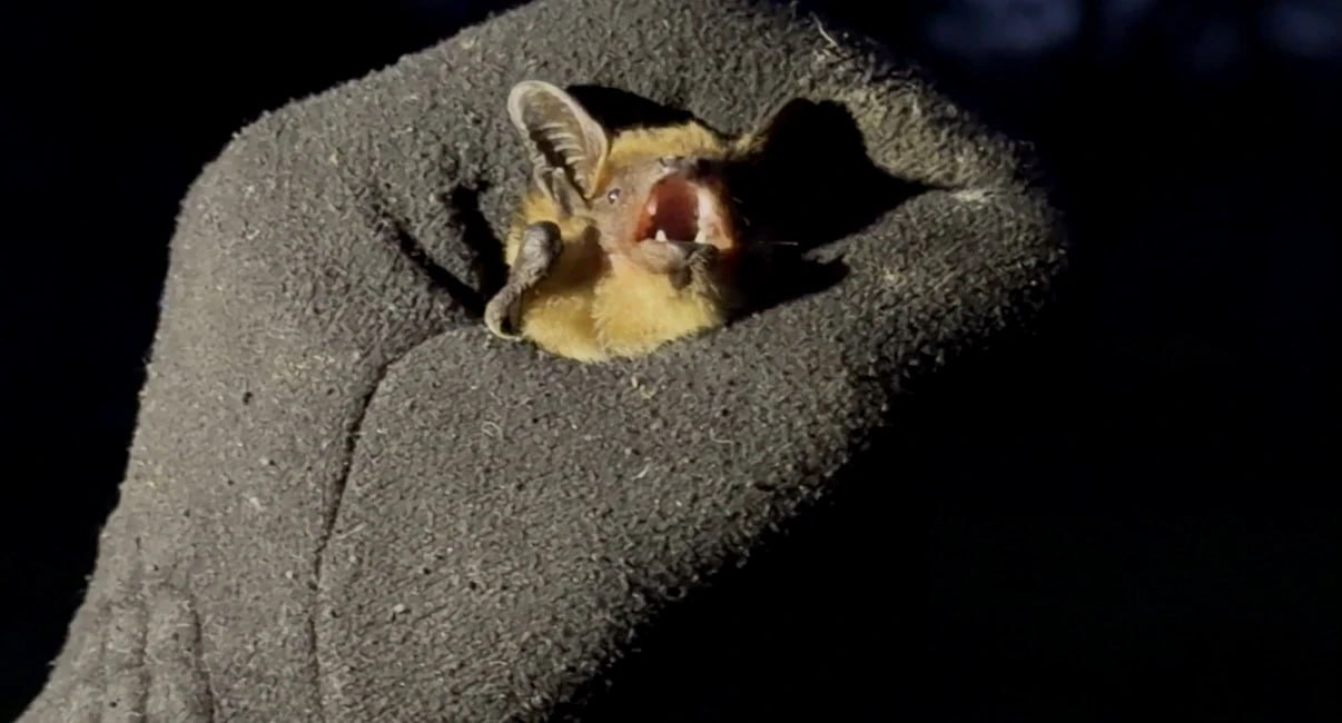 В Луганске зооволонтеры выпустили на волю двух краснокнижных летучих мышей