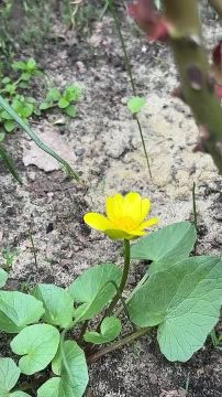 ��������� ������������ 10 ������ � ��� �� ���� �������� �����, �� ����������� ����� � ������� � ������� ��������� �� 4 �������� ������, �� 13 �������� ����� ����, ������� ��������� ��������� � ��������� �����