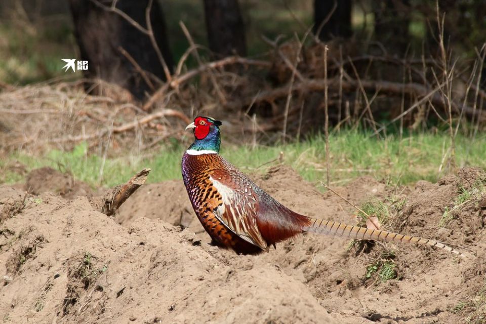 ������, ��� ��� ����� ���������� �� ����� ��� ����� ������