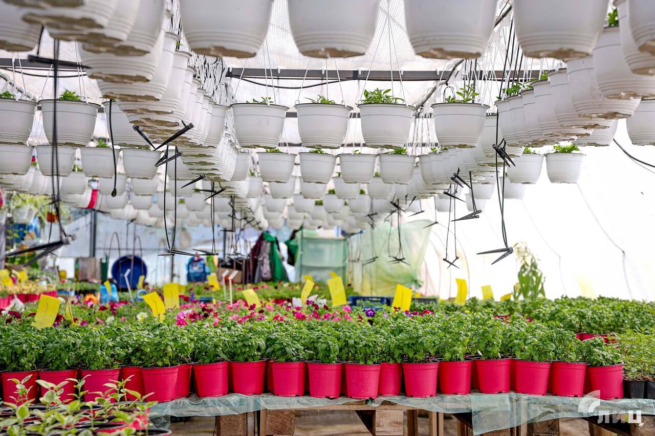 Луганские цветоводы налаживают поставки растений в ДНР и Ростовскую область