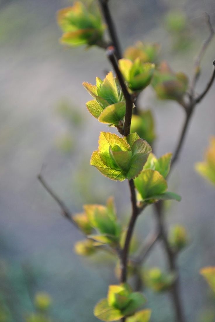 С ДОБРЫМ УТРОМ!. Сегодня 9 апреля, четверг! Желаем теплого и уютного дня! Немного о погоде: