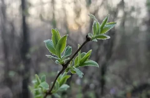 До -4 ожидается этой ночью местами по Республике