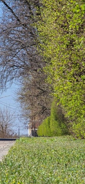 В Луганске зацвели первые тюльпаны, собираются зацвести яблони и вовсю благоухают нарциссы
