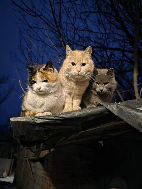 10 ������ �� ���������� ��������� �������� ���������� �������������� ���������� ����������